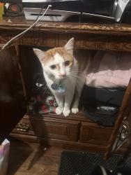 Lost Male Cat last seen Meister road & Collins drive, Lorain, OH 44053