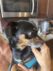 Found/Stray Unknown Dog last seen Darwick, Winston-Salem, NC 27103