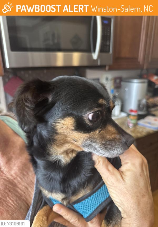 Found/Stray Unknown Dog last seen Darwick, Winston-Salem, NC 27103