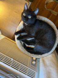 Reunited Male Cat last seen Upper Rockridge: Amy / Proctor, Oakland, CA 94618