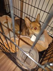 Found/Stray Female Dog last seen 100th and sagebrush Odessa Tx, Odessa, TX 79765