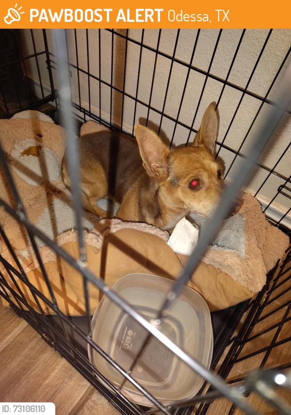 Found/Stray Female Dog last seen 100th and sagebrush Odessa Tx, Odessa, TX 79765