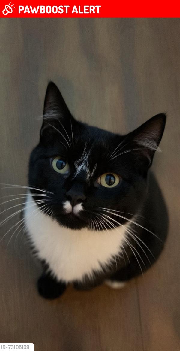 Lost Male Cat last seen St Lythan Close Dinas Powys, Vale of Glamorgan, Wales CF64 4UB