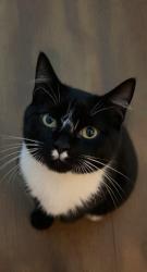 Lost Male Cat last seen St Lythan Close Dinas Powys, Vale of Glamorgan, Wales CF64 4UB