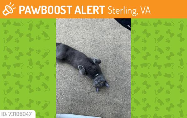 Found/Stray Male Cat last seen Pine Tree Ct Sterling, Sterling, VA 20164