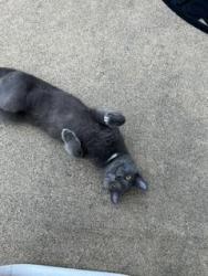 Found/Stray Male Cat last seen Pine Tree Ct Sterling, Sterling, VA 20164