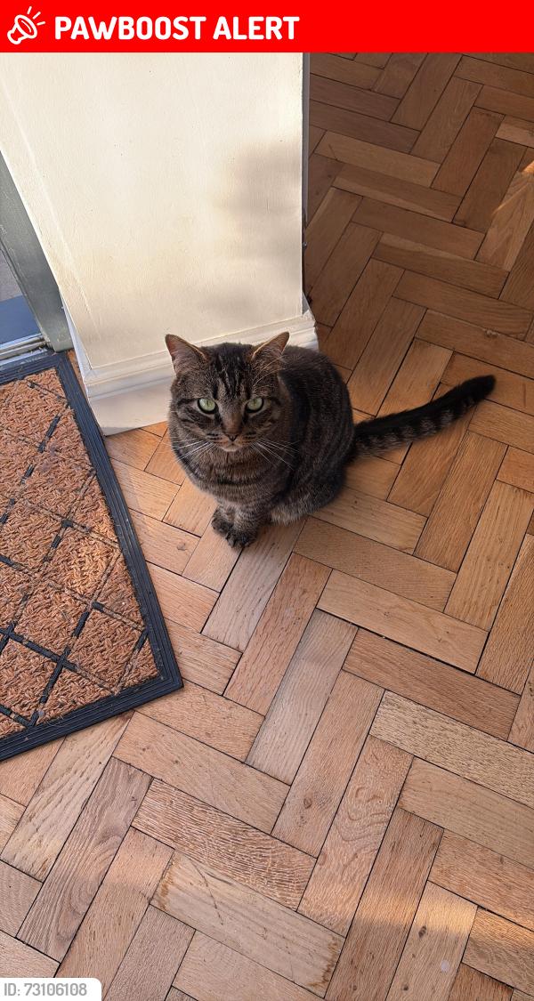 Lost Male Cat last seen Ballyrussell Road, Dundonald, Northern Ireland BT16 1XE