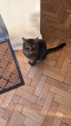 Lost Male Cat last seen Ballyrussell Road, Dundonald, Northern Ireland BT16 1XE