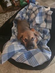 Reunited Male Dog last seen StoneCross Glen & Greenwood Point Dr., Cypress Springs, TX 77433