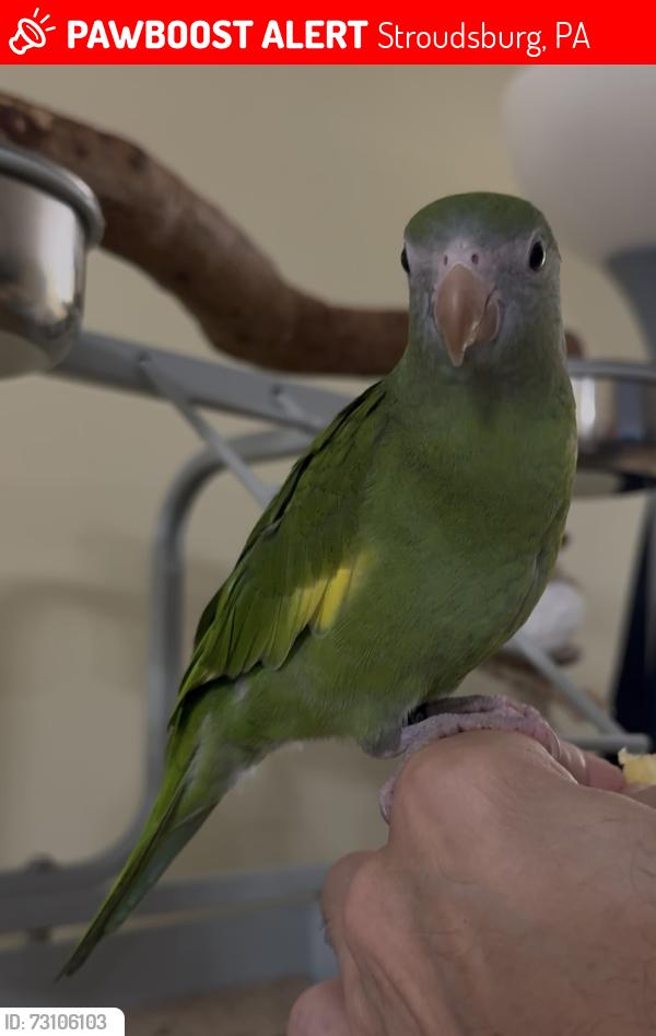 Lost Male Bird last seen N 5th street, Rita’s , Stroudsburg, PA 18360