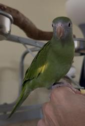 Lost Male Bird last seen N 5th street, Rita’s , Stroudsburg, PA 18360