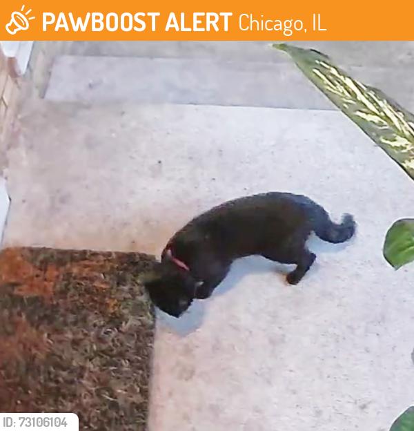 Found/Stray Unknown Cat last seen Linder Ave and Waveland, Chicago, IL 60641