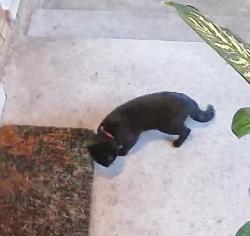 Found/Stray Unknown Cat last seen Linder Ave and Waveland, Chicago, IL 60641