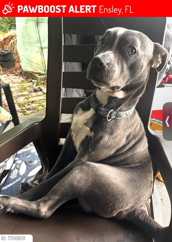 Lost Male Dog last seen Near Hardee’s and Gud Vybz Jamaican food, Ensley, FL 32534