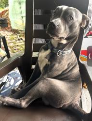 Lost Male Dog last seen Near Hardee’s and Gud Vybz Jamaican food, Ensley, FL 32534