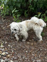 Reunited Male Dog last seen 54th and Junett, Tacoma, WA 98409