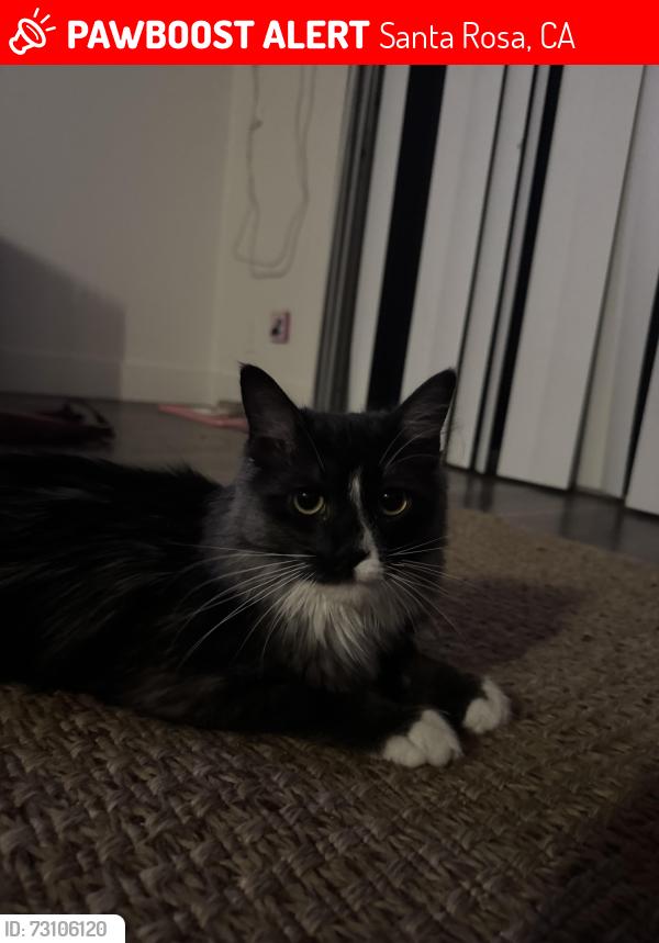 Lost Female Cat last seen Near klute street, Santa Rosa, CA 95401