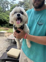 Found/Stray Male Dog last seen Trading point lane, Virginia Beach, VA 23452