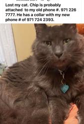Lost Male Cat last seen Lionsgate apmts In Hilsboro Oregon, Hillsboro, OR 97124