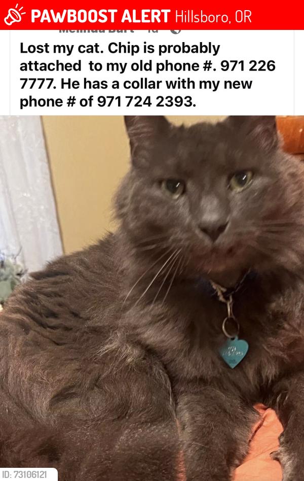 Lost Male Cat last seen Lionsgate apmts In Hilsboro Oregon, Hillsboro, OR 97124
