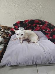 Reunited Female Dog last seen 165th St, Hammond, IN 46324