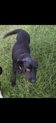 Reunited Female Dog last seen CR 3310 CLEVELAND TEXAS, Cleveland, TX 77327