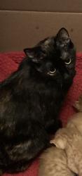 Lost Female Cat last seen Morgan Creek Campground, Palo, IA 52324