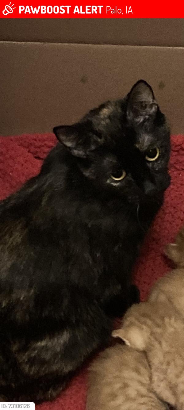 Lost Female Cat last seen Morgan Creek Campground, Palo, IA 52324