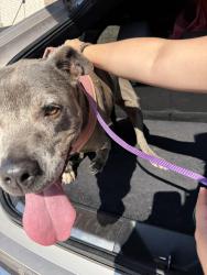 Found/Stray Female Dog last seen By the entrance to Asheford Oaks, Edmond, OK 73034