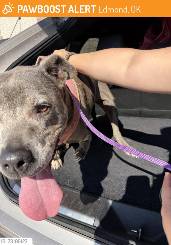 Found/Stray Female Dog last seen By the entrance to Asheford Oaks, Edmond, OK 73034