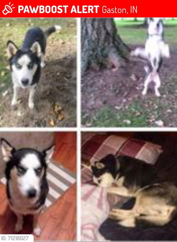 Lost Female Dog last seen Near W. Gaston Yorktown pike / Conner Rd. (475 N.), Gaston, IN 47342