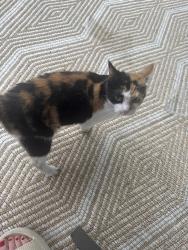 Found/Stray Female Cat last seen Between 8th and 9th street, Altoona, PA 16602