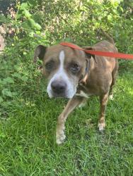 Found/Stray Male Dog last seen Depot park, Gainesville, FL 32601