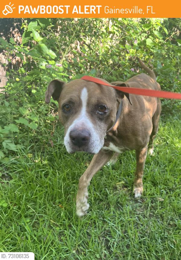 Found/Stray Male Dog last seen Depot park, Gainesville, FL 32601