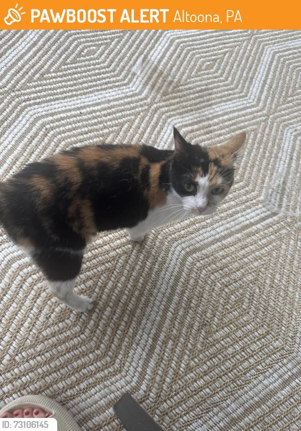 Found/Stray Female Cat last seen Between 8th and 9th street, Altoona, PA 16602