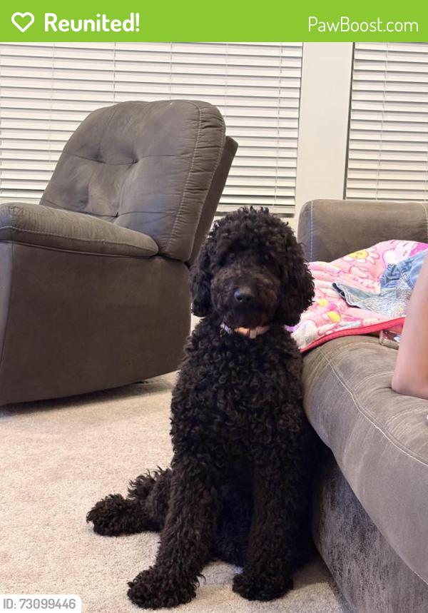 Reunited Female Dog last seen Near the reserve at liberty park, Braselton, GA 30517