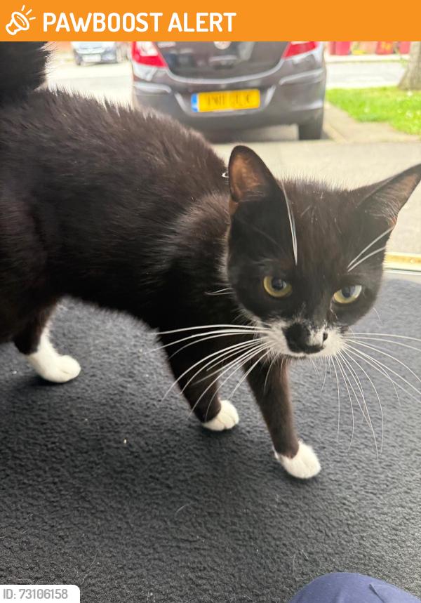 Found/Stray Unknown Cat last seen Ashworth nursery, Blackburn with Darwen, England 