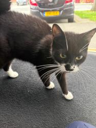 Found/Stray Unknown Cat last seen Ashworth nursery, Blackburn with Darwen, England 