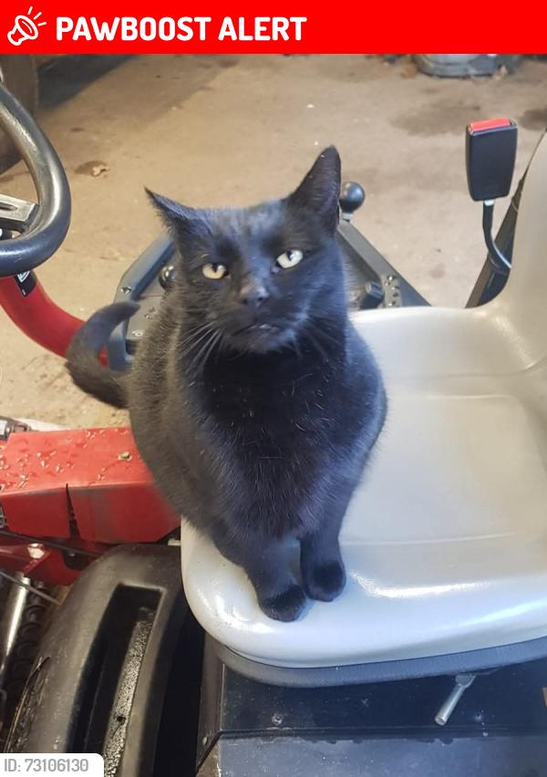 Lost Female Cat last seen Seckford hall hotel, Great Bealings, England IP13 6NT