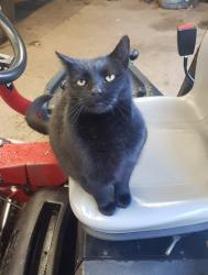 Lost Female Cat last seen Seckford hall hotel, Great Bealings, England IP13 6NT