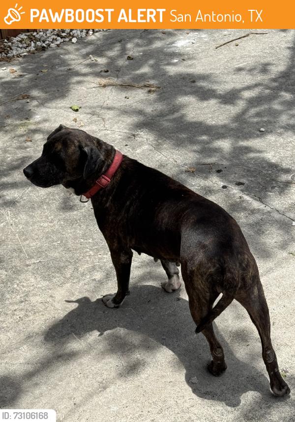 Found/Stray Female Dog last seen Fredericksburg and blanco, San Antonio, TX 78212