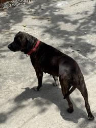 Found/Stray Female Dog last seen Fredericksburg and blanco, San Antonio, TX 78212