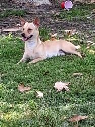 Lost Male Dog last seen Near fwy, Los Angeles, CA 91605