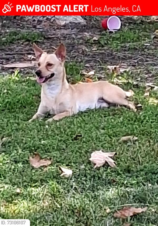Lost Male Dog last seen Near fwy, Los Angeles, CA 91605