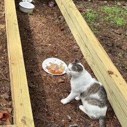 Found/Stray Unknown Cat last seen Idlewood Camelot circle, Tucker, GA 30084