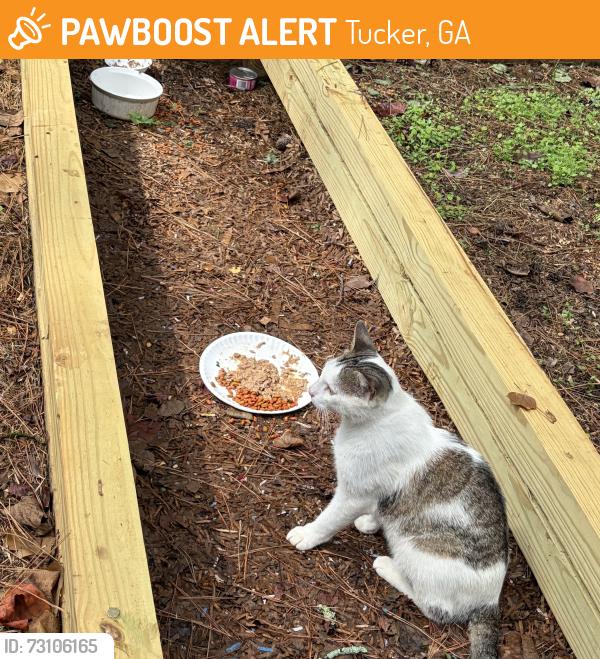 Found/Stray Unknown Cat last seen Idlewood Camelot circle, Tucker, GA 30084