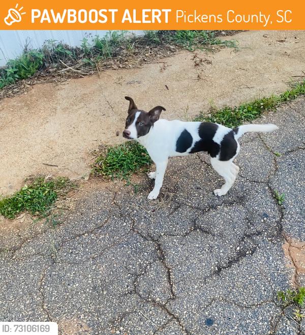 Found/Stray Female Dog last seen Ware st and addington de, Pickens County, SC 29640