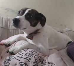 Reunited Female Dog last seen Cumberland ests, Knoxville, TN 37921