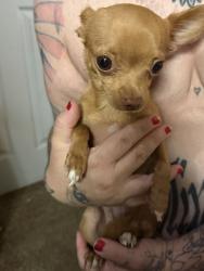 Reunited Unknown Dog last seen 70th and Vrain St Westminster, Westminster, CO 80030