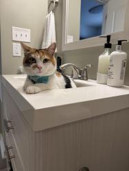 Lost Female Cat last seen N Walcott St, E New York st, Indianapolis, IN 46201